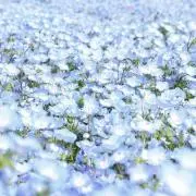 日笠の画像
