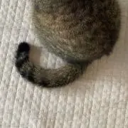 ねこねこの画像