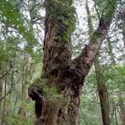 おもっちの画像