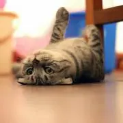 POP☆