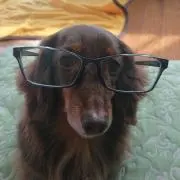 dogs&catsの画像