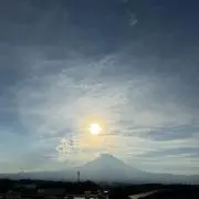 杏の画像