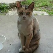 オール特急出発進行 レコード まとめ売り - メルカリ