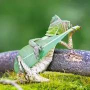 boboの画像