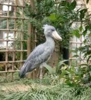 yu-tamaの画像