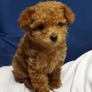 りのやんの画像