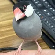 NRの画像