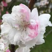 ポン