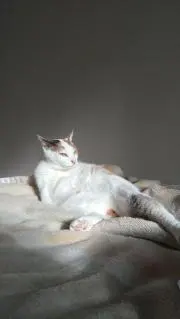 エヌの画像