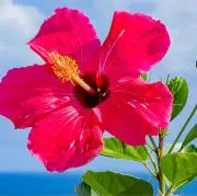 alohaの画像