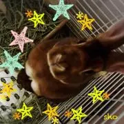 ヒトデの画像