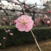 ヤンの画像