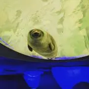 まっちの画像