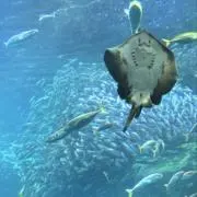 なつの画像