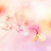 楓