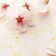 sakuの画像