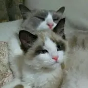 ブルート