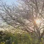 saaaaachi☆