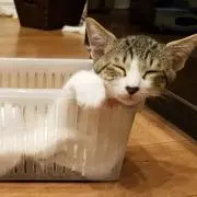 あさひの画像