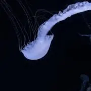 ゆらゆらの画像