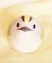 だいふくの画像