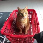 じゃっちゅー