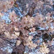 ねね○まとめ売り値下げ対応しますの画像