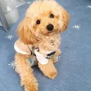 ちゃそみ♡の画像