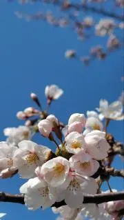 MIYABI☆の画像