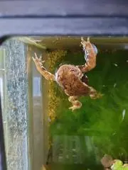 ちぃ。