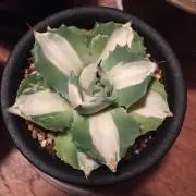 植物らばー