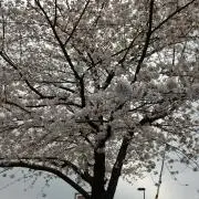 sky mamaプロフ要確認 値段交渉可