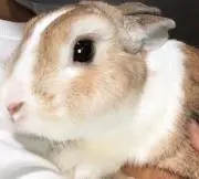 しなぷ
