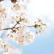 みくりの画像