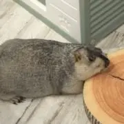 Lailyの画像