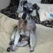 新品未使用】リーンロゼ とんだ林蘭 キスマーク スツール パフ 正規店