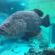 チャックバス