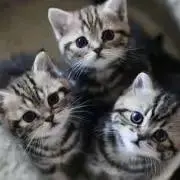 ミキミキ
