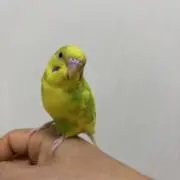 クッキーの画像