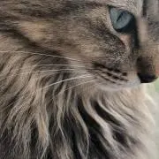 chum.bの画像