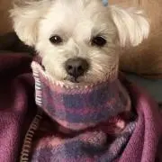 miiの画像