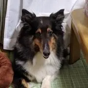 ココ