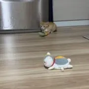 ゆの画像
