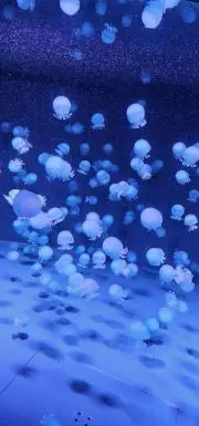 mio-mioの画像