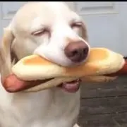 HDog