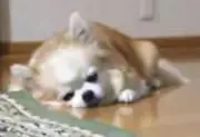白い毛玉ちゃん