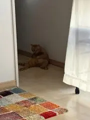 たかの画像