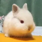 わいとさん