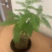 にこまる