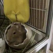 ゆいきちの画像